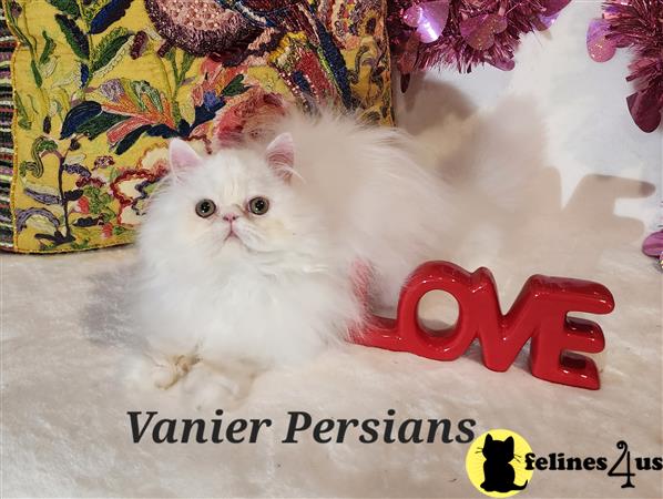 Vanierpersians Picture 2